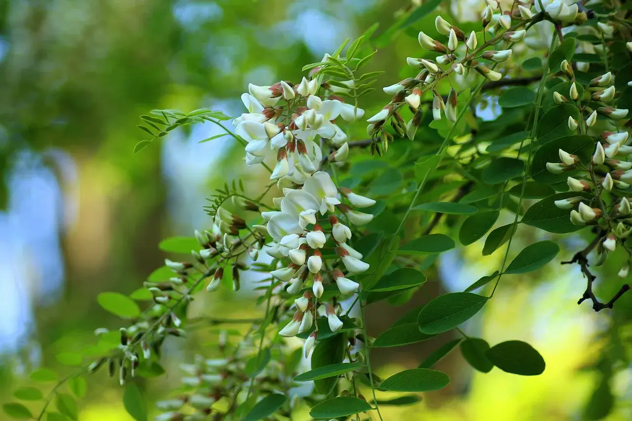 10 Interesting Facts About Acacia Trees