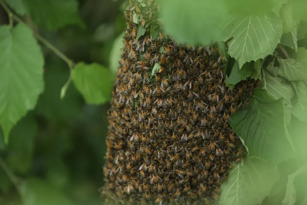10 Fascinating Facts About Honeybees