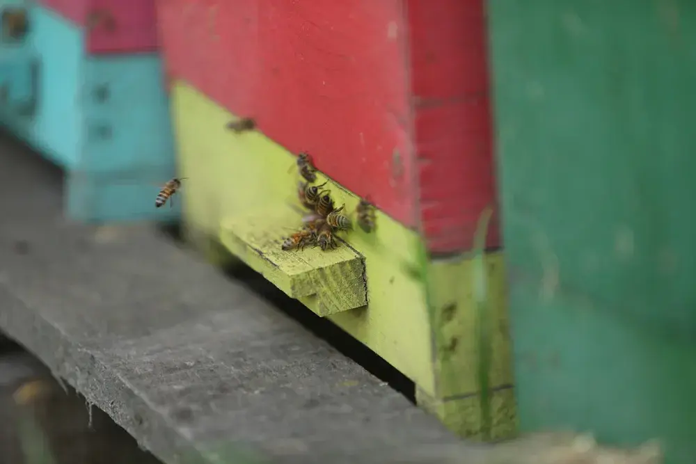 Give Bees a Chance: A Conservation Imperative