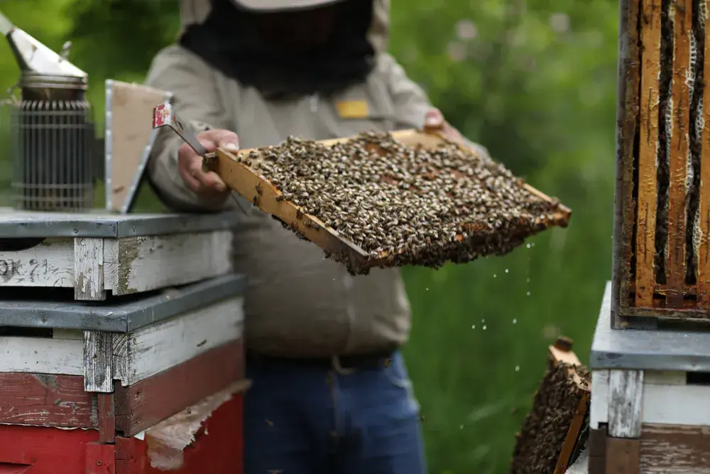 The Lifecycle of a Honeybee: An In-Depth Look