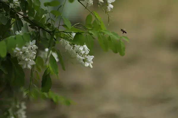 Why Choose Acacia Honey?